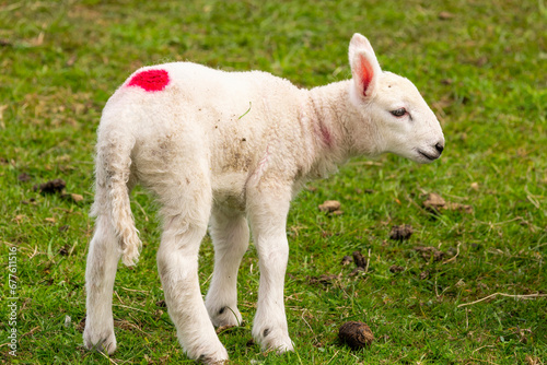 Scottish young sheep on the pasture, Highlands, Scotland, Isle of Skye © hajdar