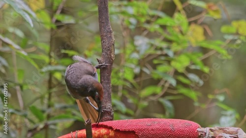 The black sicklebill or Epimachus fastosus, bird of paradise, in West Papua photo