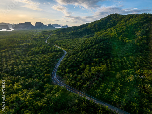 Arial view of palm plantation with mountain in a background, Phang Nga, Thailand © lkunl