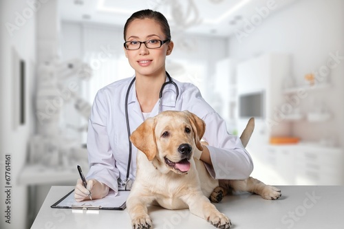 Vet doctor examining cute smart dog in clinic