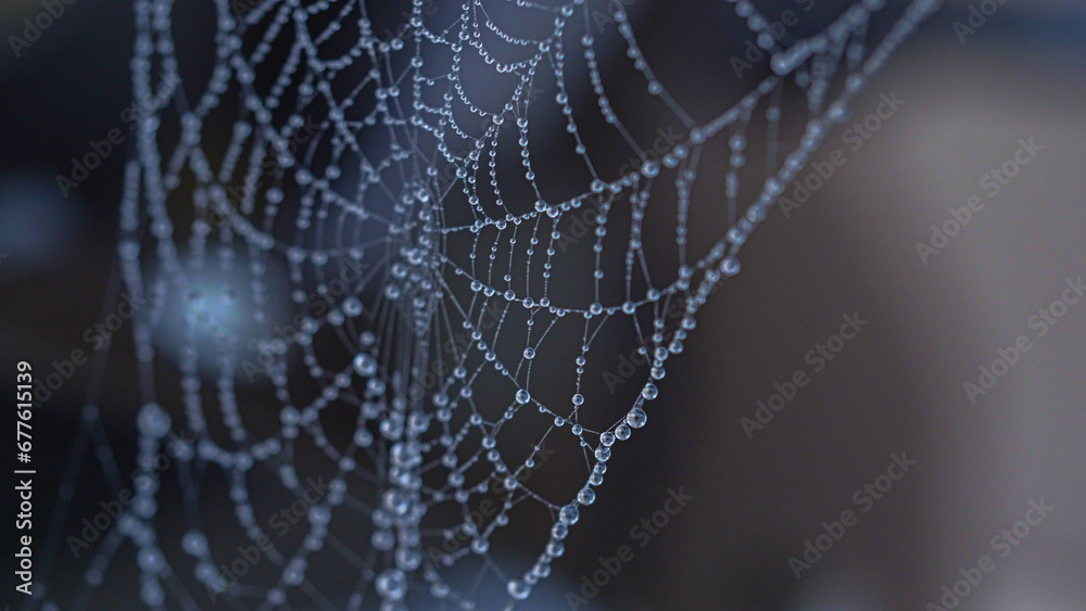 spider web in the morning