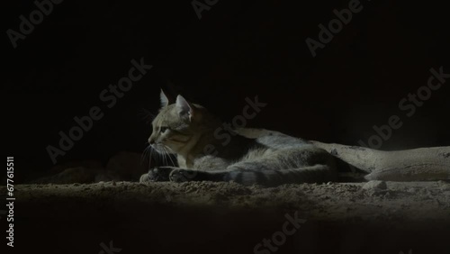 European wildcat (Felis silvestris) photo