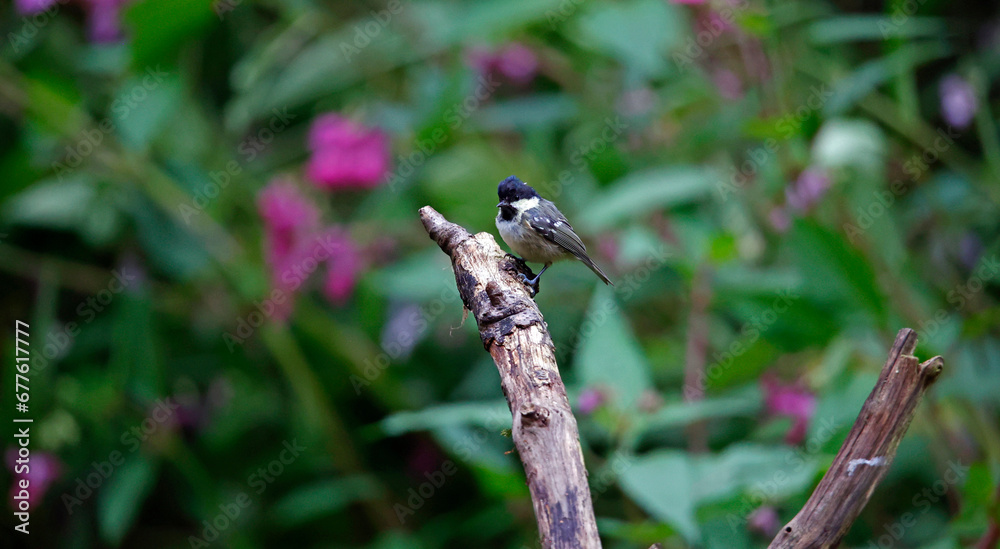 Coal tits at a woodland feeding site