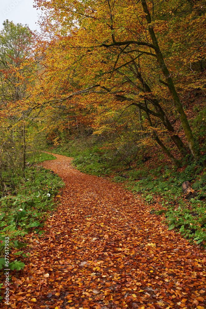 Road covered with fallen leaves in the forest Road covered with fallen leaves in the forest