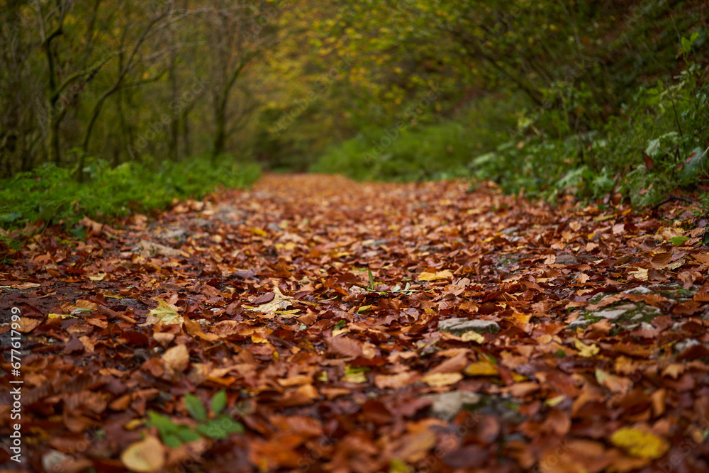 Road covered with fallen leaves in the forest