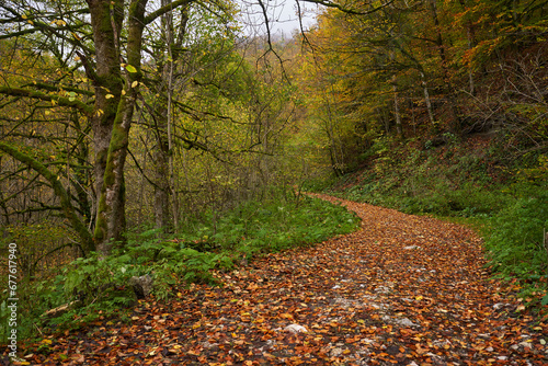 Road covered with fallen leaves in the forest