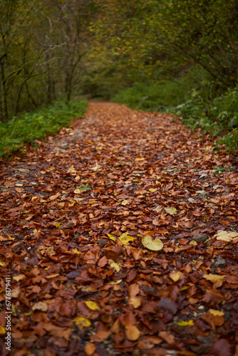 Road covered with fallen leaves in the forest