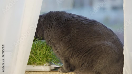 adult gray domestic cat eats grass for cats sitting on windowsill near window photo