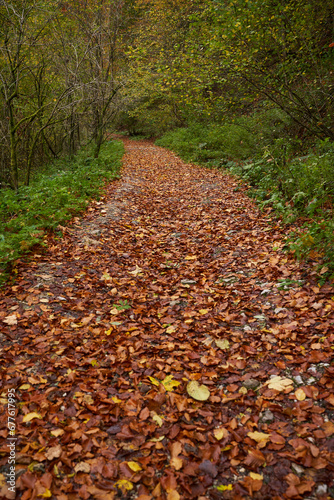 Road covered with fallen leaves in the forest