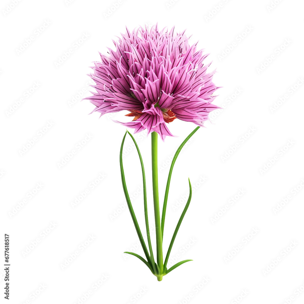 Fresh chives flower isolated on transparent background