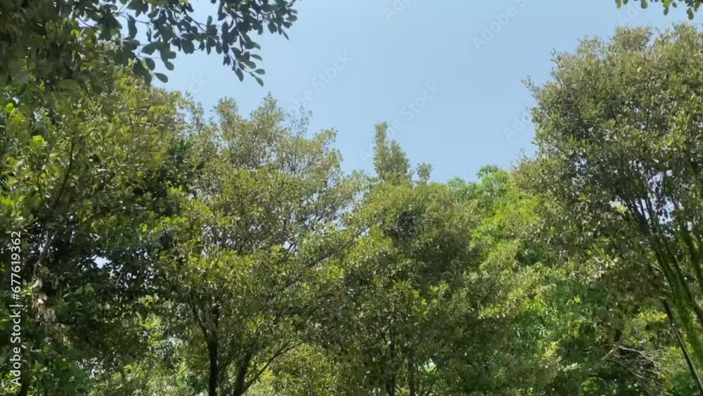 shady trees under a bright blue sky during the day shady trees under a bright blue sky during the day