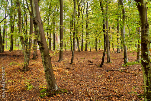 Beech forest in the fall. Green and colored leaves. Orange-brown leaves © Martin