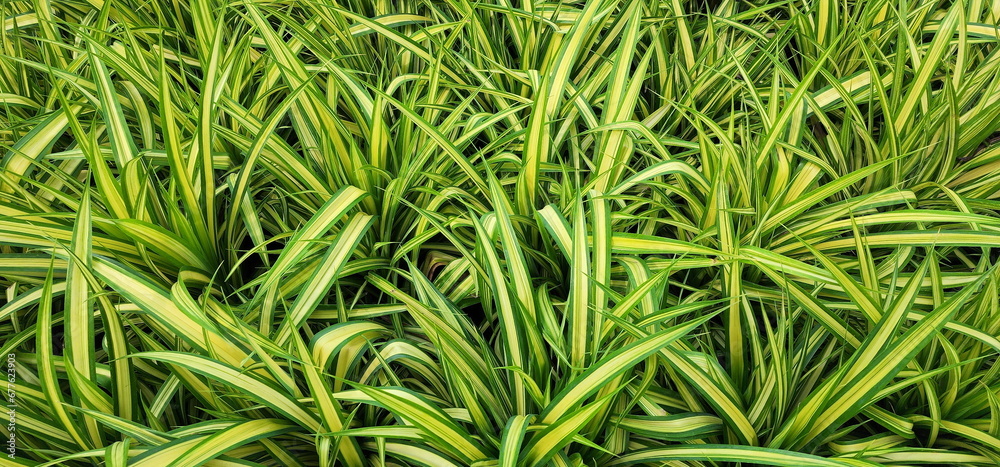 Pandanus Sanderi plants or Spotted Screw pine (Pandanus tectorius Pakinson ex Du Roi) The tips of the leaves are slender and pointed. Edges of the leaves are smooth. There is a light yellow stripe.
Pandanus Sanderi plants or Spotted Screw pine (Pandanus tectorius Pakinson ex Du Roi) The tips of the leaves are slender and pointed. Edges of the leaves are smooth. There is a light yellow stripe.
