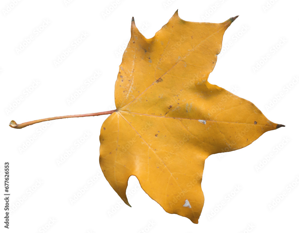 maple autumn leaf isolated on transparent background maple autumn leaf isolated on transparent background