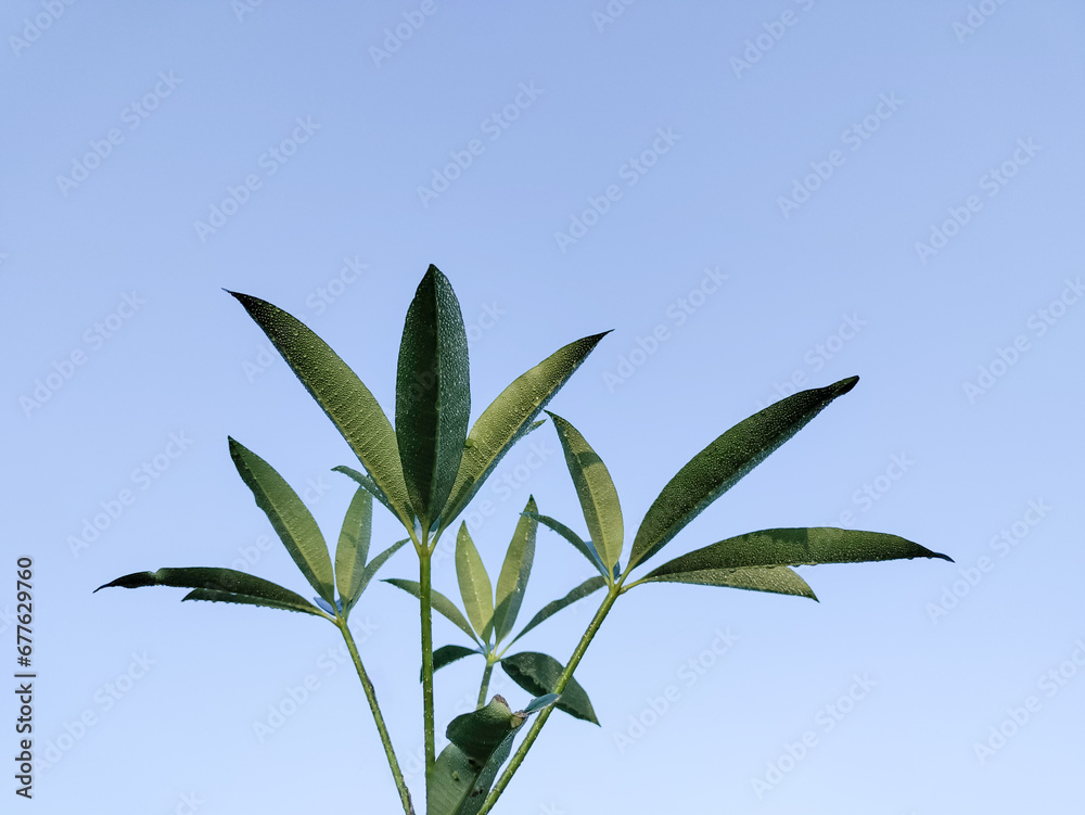 Fototapeta premium Green Cassava Leaves Background, tree branch,
