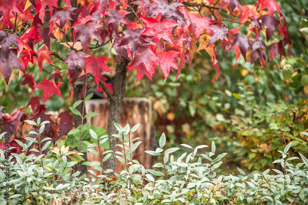 Blick über die Hecke in Garten mit herbstlichem Amberbaum Liquidambar