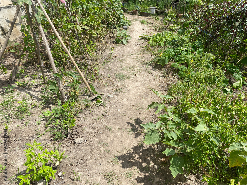 garden path, green vegetable in the garden