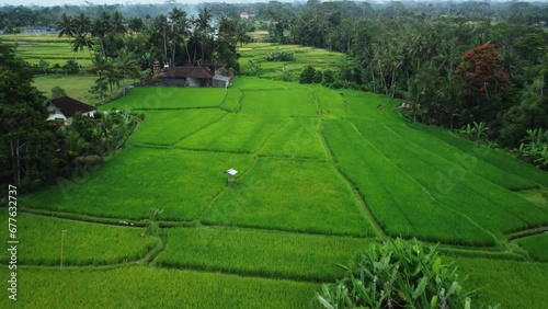 Aerial panoramic overview of rice fields at Benawah Kangin Bali Indonesia photo