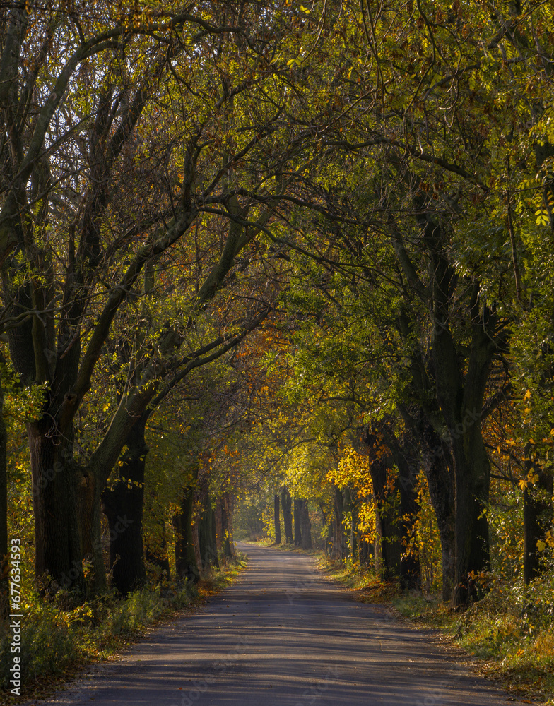 Autumn road in the morning