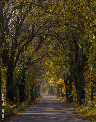 Autumn road in the morning © Andrzej