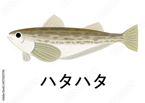 ハタハタのイラスト