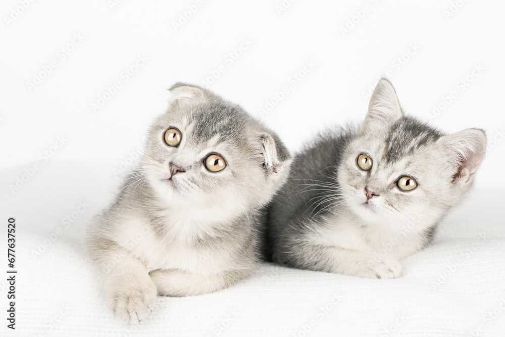 two cute kittens on a light background