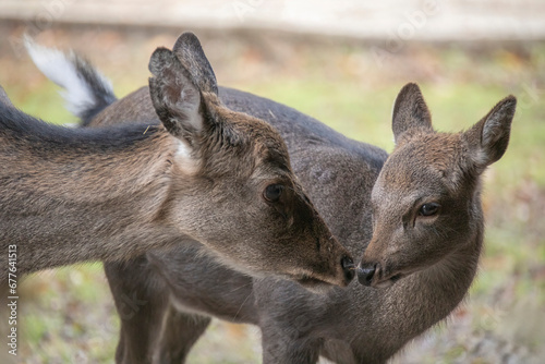 Sika doe with her calf photo