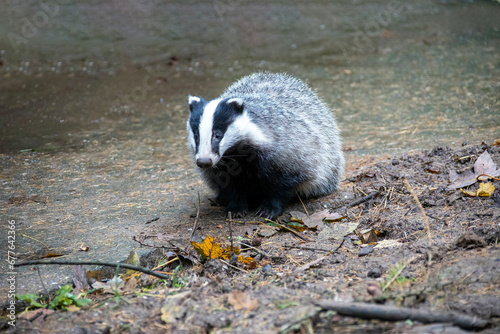 The European badger (Meles meles), also known as the Eurasian badger, is a badger species in the family Mustelidae native to Europe and West Asia