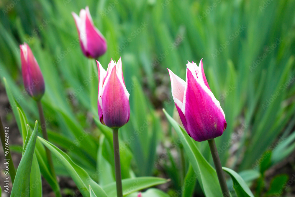 Four pink tulips in garden. Spring flowers Four pink tulips in garden. Spring flowers