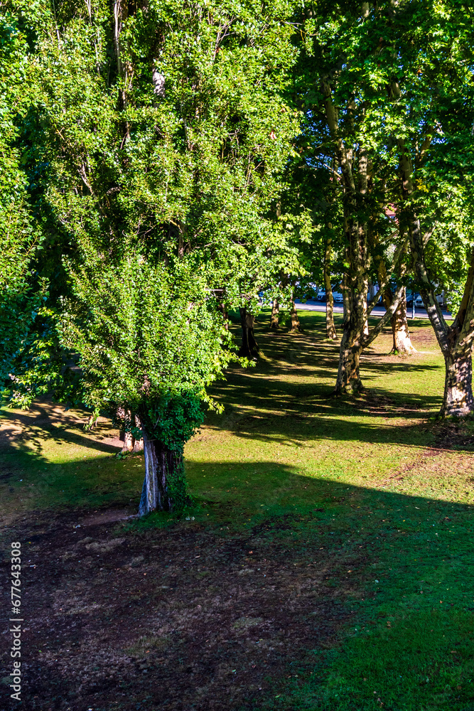 Obraz premium Flora en el municipio de Allariz.