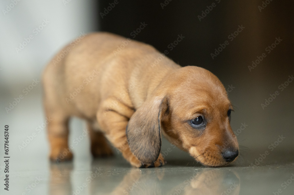 A very small young brown dachshund puppy A very small young brown dachshund puppy
