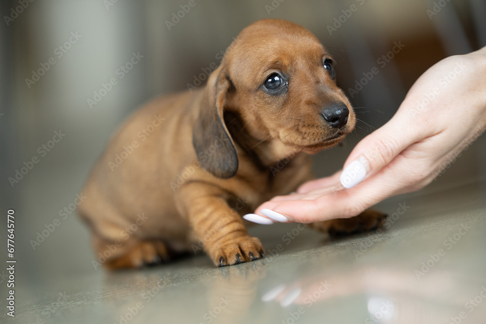 A very small young brown dachshund puppy