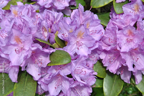 Hibiskus in der Frühlingsblüte