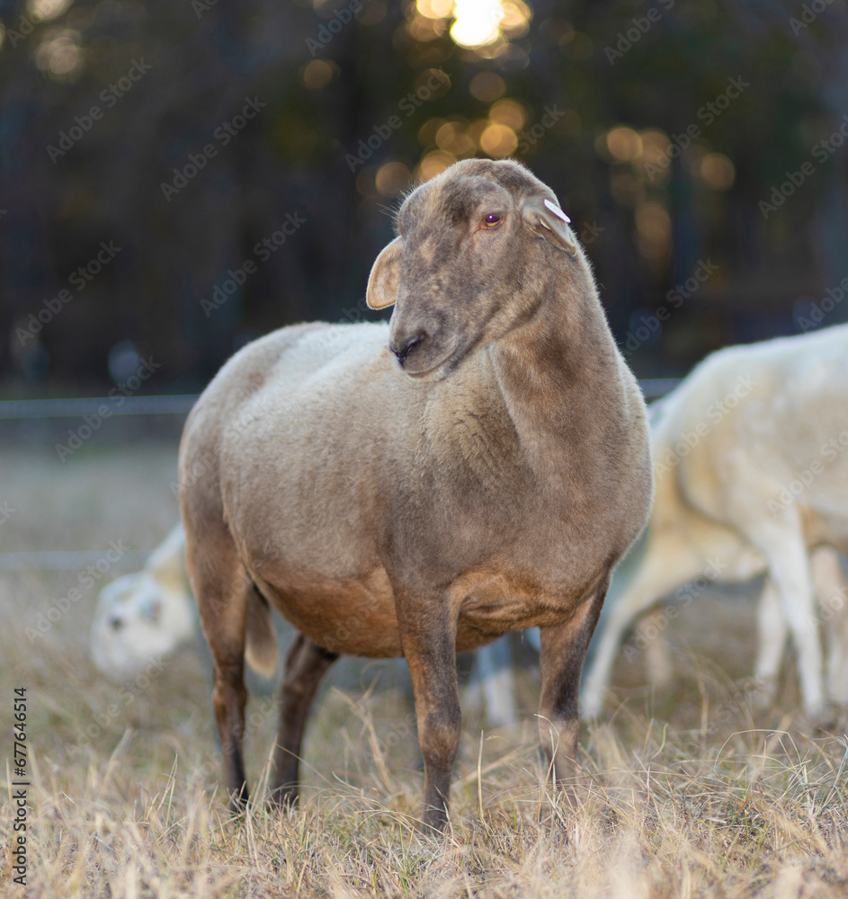 Fototapeta premium Grown brown Katahdin sheep ewe looking amorous