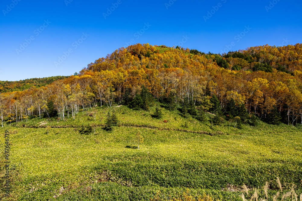 The beautiful view of the autumn leaves of Shiga Kogen in Japan. The beautiful view of the autumn leaves of Shiga Kogen in Japan.