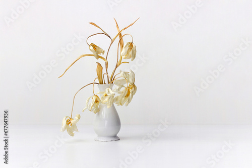 A bouquet of dry white tulips in a white ceramic vase. photo