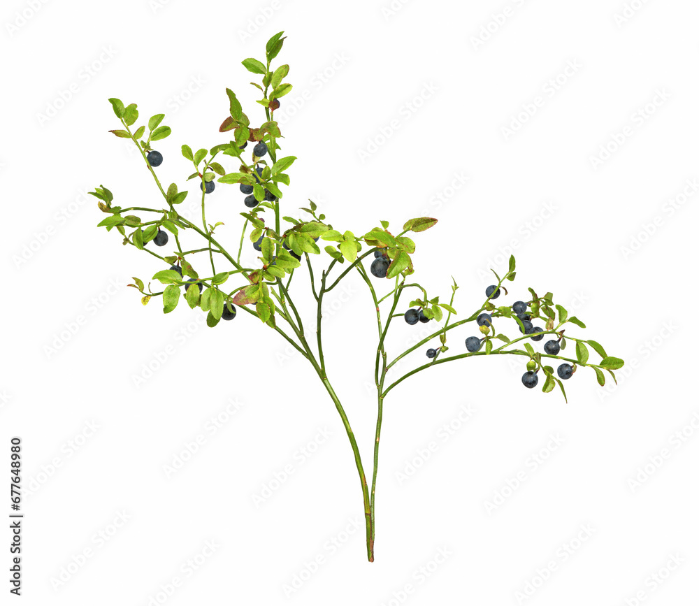 Wild blueberry branch Wild blueberry branch
