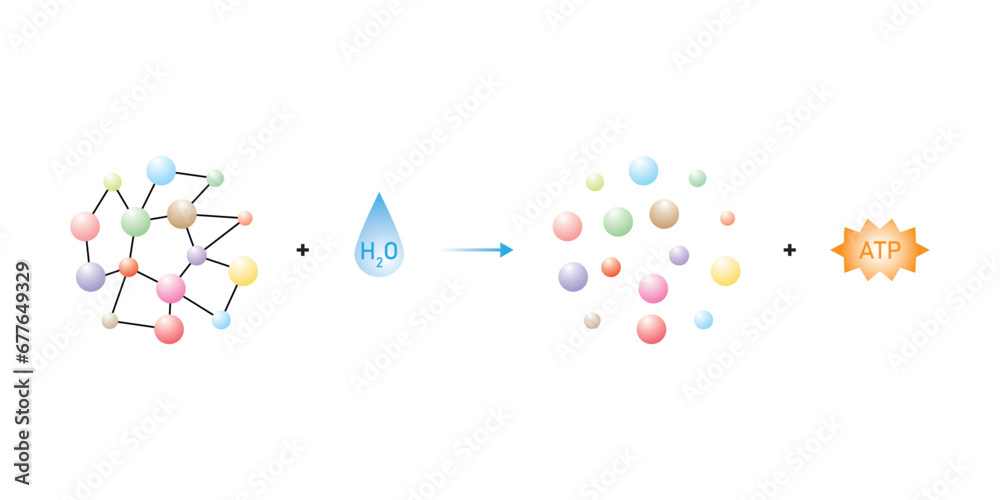 Catabolic Reactions (Catabolism) Scientific Design. Vector Illustration.