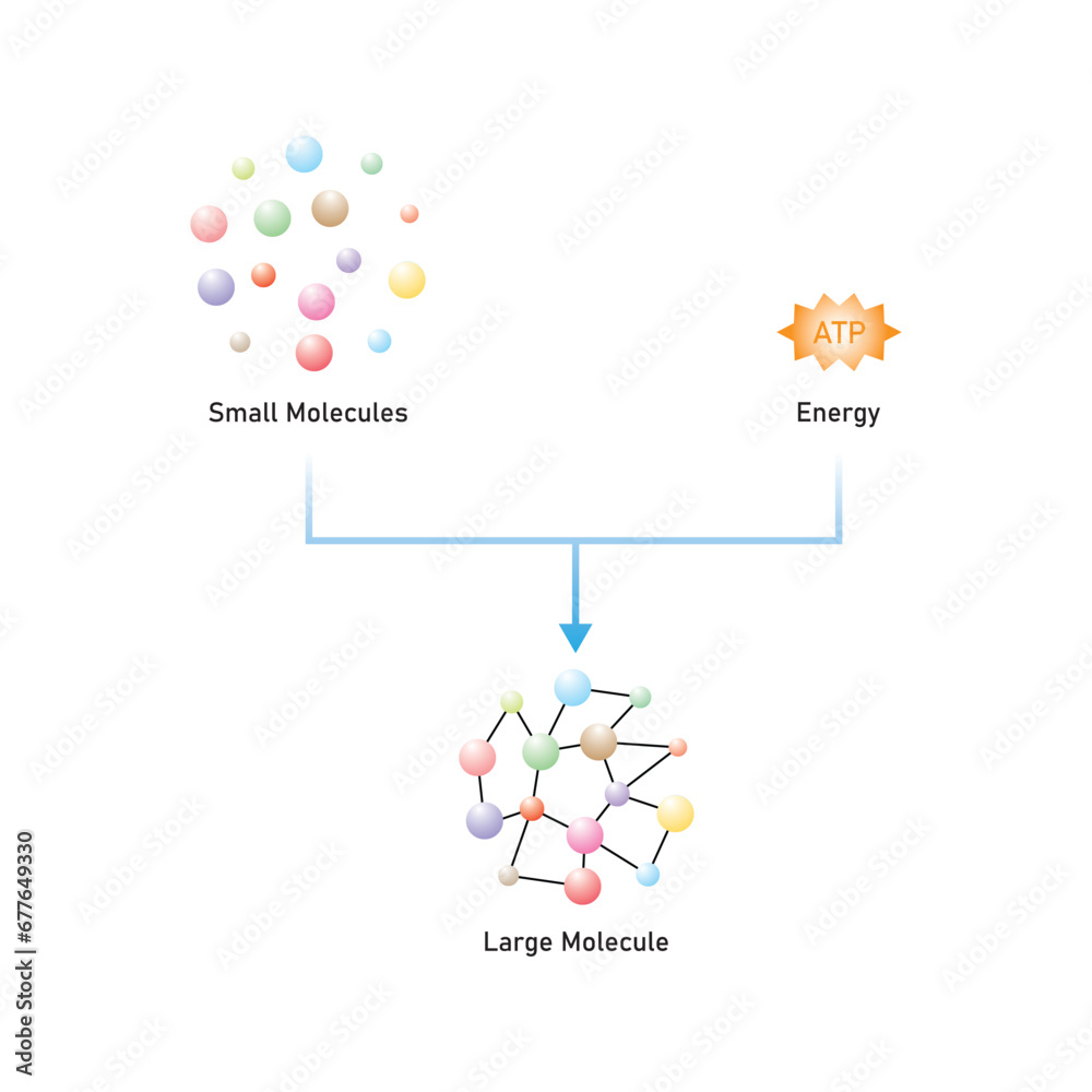 Obraz premium Anabolic Reactions (Anabolism) Scientific Design. Vector Illustration.