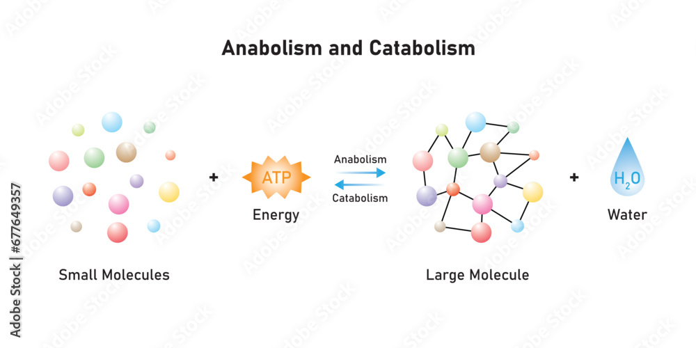 Ταπετσαρία Anabolic and Catabolic Reactions Scientific Design