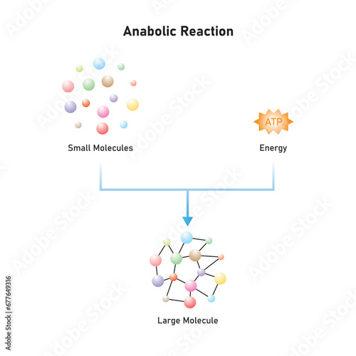 Anabolic Reactions (Anabolism) Scientific Design. Vector Illustration.