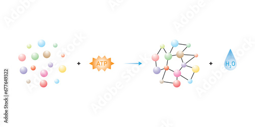 Anabolic Reactions (Anabolism) Scientific Design. Vector Illustration.