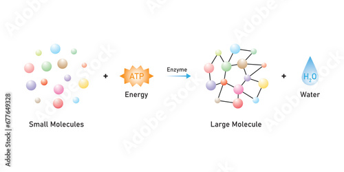 Anabolic Reactions (Anabolism) Scientific Design. Vector Illustration.