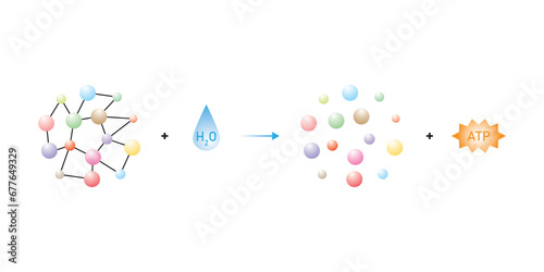 Catabolic Reactions (Catabolism) Scientific Design. Vector Illustration.