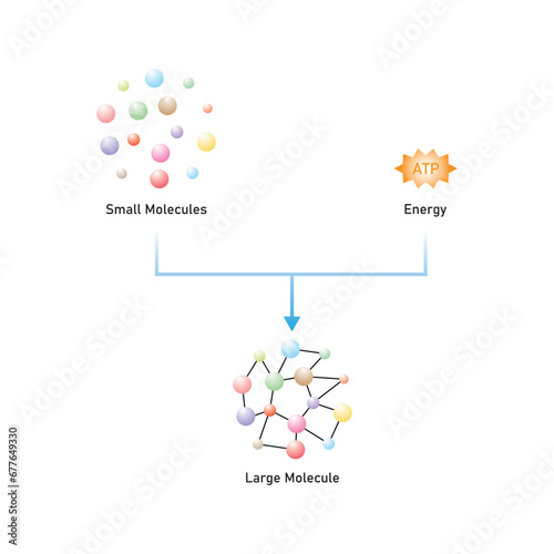 Anabolic Reactions (Anabolism) Scientific Design. Vector Illustration.