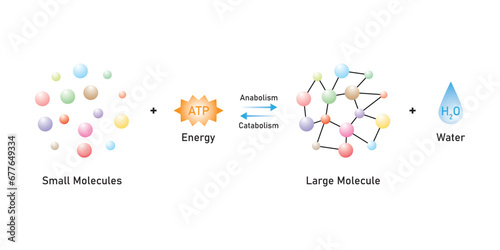 Anabolic and Catabolic Reactions Scientific Design. Vector Illustration.
