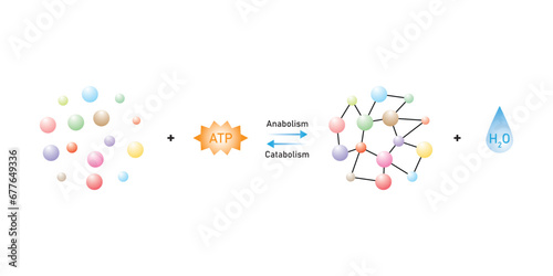 Anabolic and Catabolic Reactions Scientific Design. Vector Illustration.