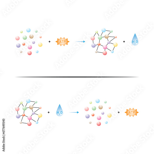 Anabolic and Catabolic Reactions Scientific Design. Vector Illustration.