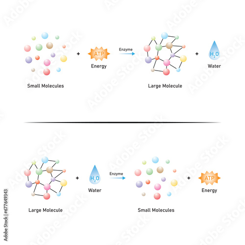 Anabolic and Catabolic Reactions Scientific Design. Vector Illustration.