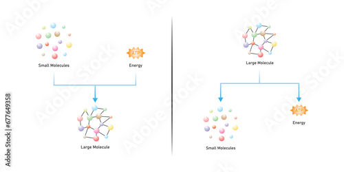 Anabolic and Catabolic Reactions Scientific Design. Vector Illustration.